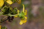 Kidneyleaf rosinweed